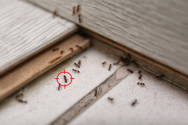 Best Pest Removal Services  in Talahi Island, GA