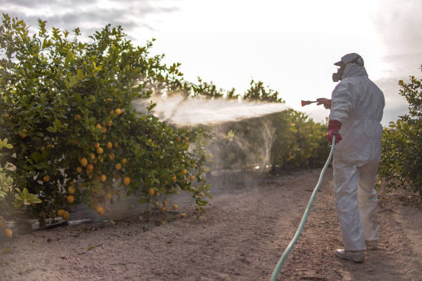 Best Wasp Removal Services  in Talahi Island, GA