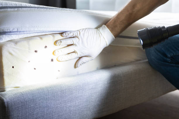 Best Flea Control Services  in Talahi Island, GA
