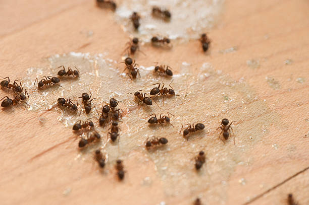 Pest Prevention Services in Talahi Island, GA
